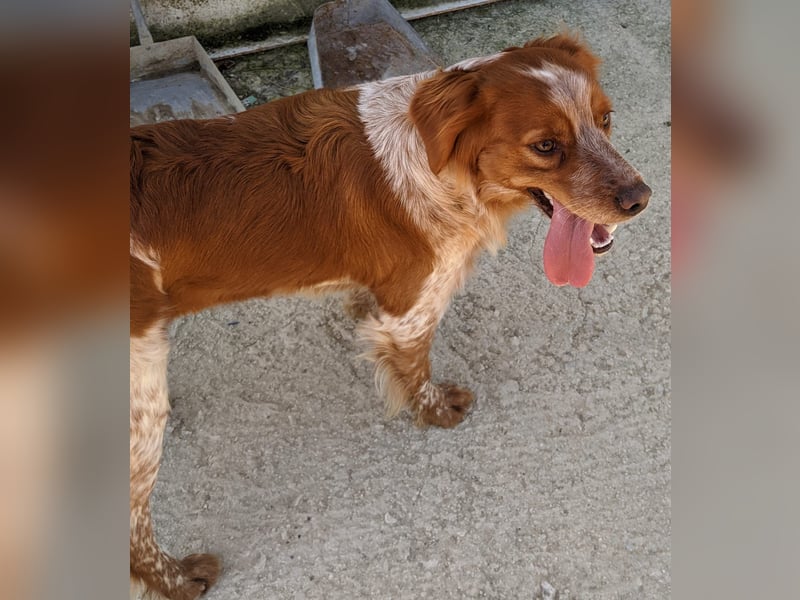 Nala, sucht ihre Herzensmenschen