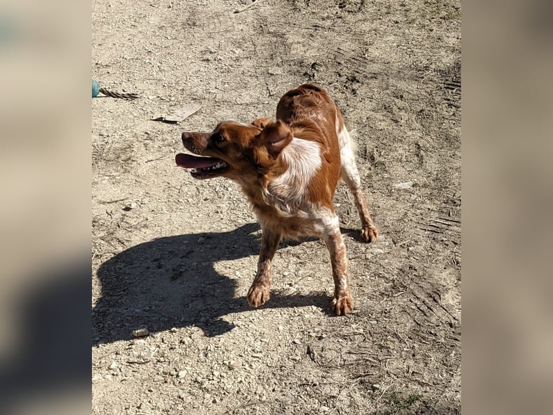 Nala, sucht ihre Herzensmenschen