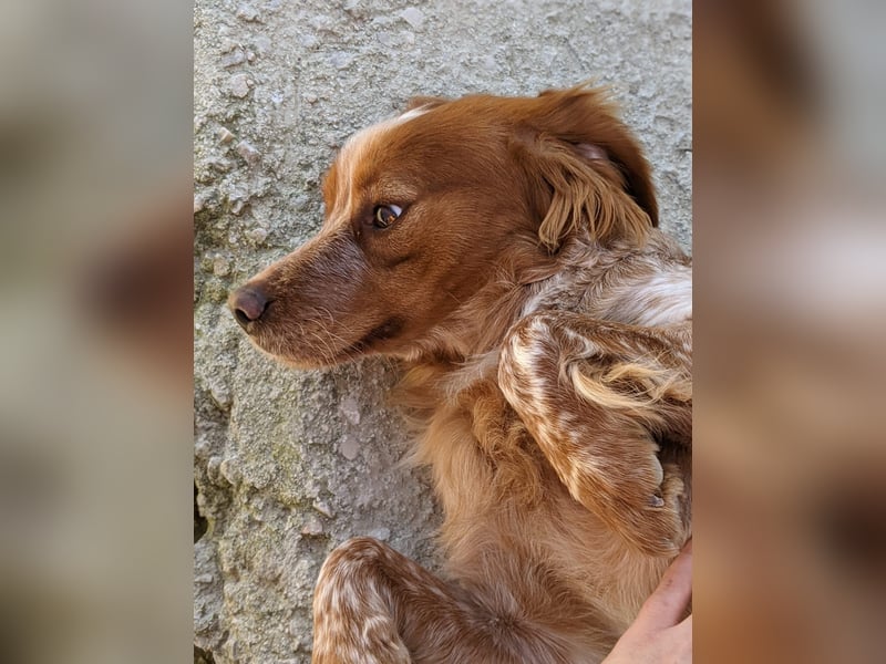 Nala, sucht ihre Herzensmenschen