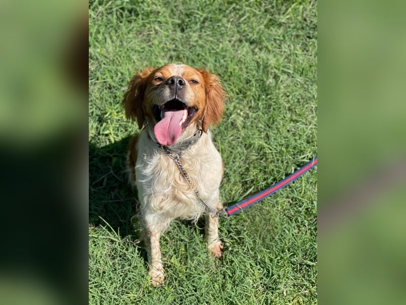 Hugo sucht sein eigenes Körbchen