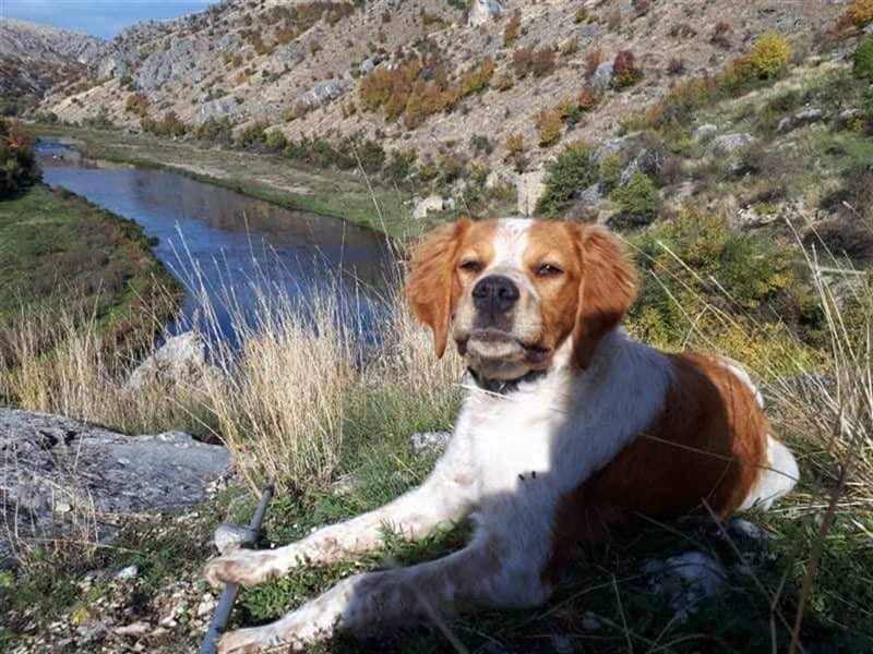 Hugo sucht sein eigenes Körbchen