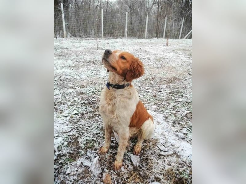 Hugo sucht sein eigenes Körbchen