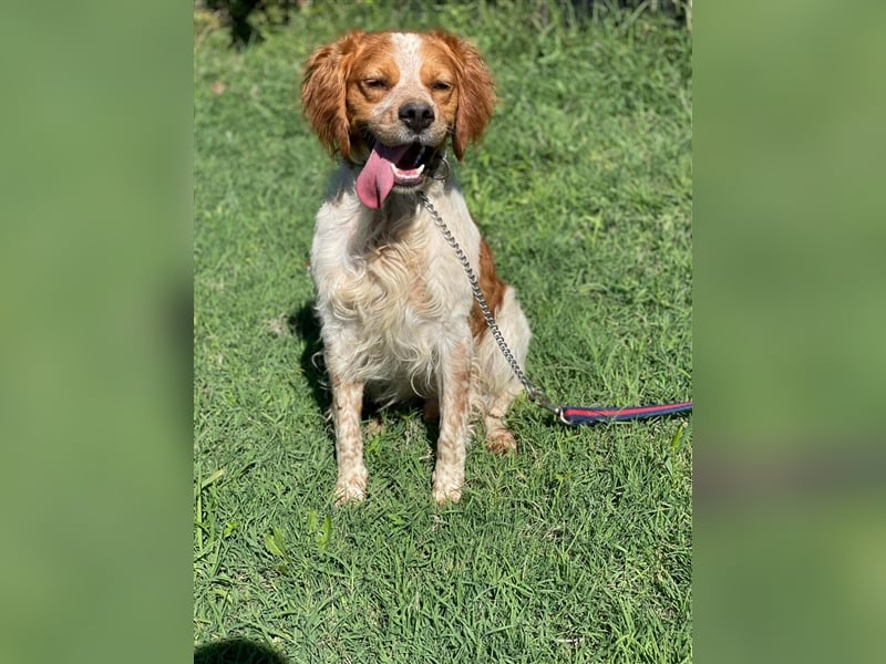 Hugo sucht sein eigenes Körbchen