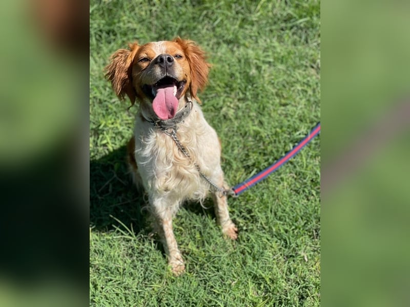 Hugo sucht sein eigenes Körbchen