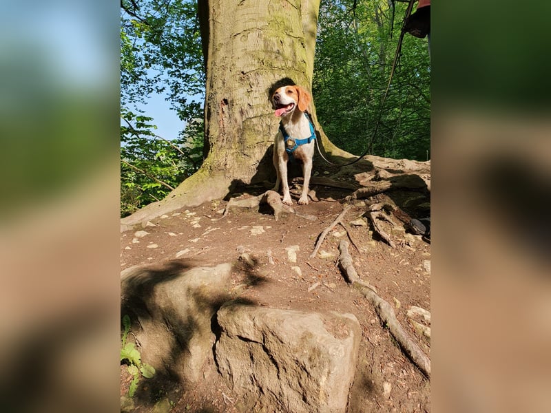 Bretonin sucht neuen Wirkungskreis