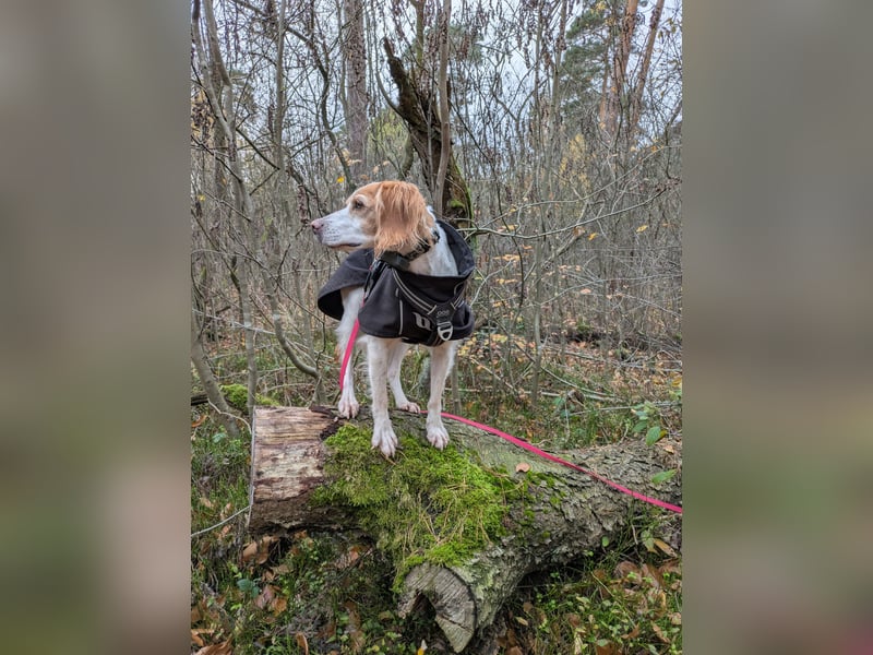 Bretonin sucht neuen Wirkungskreis
