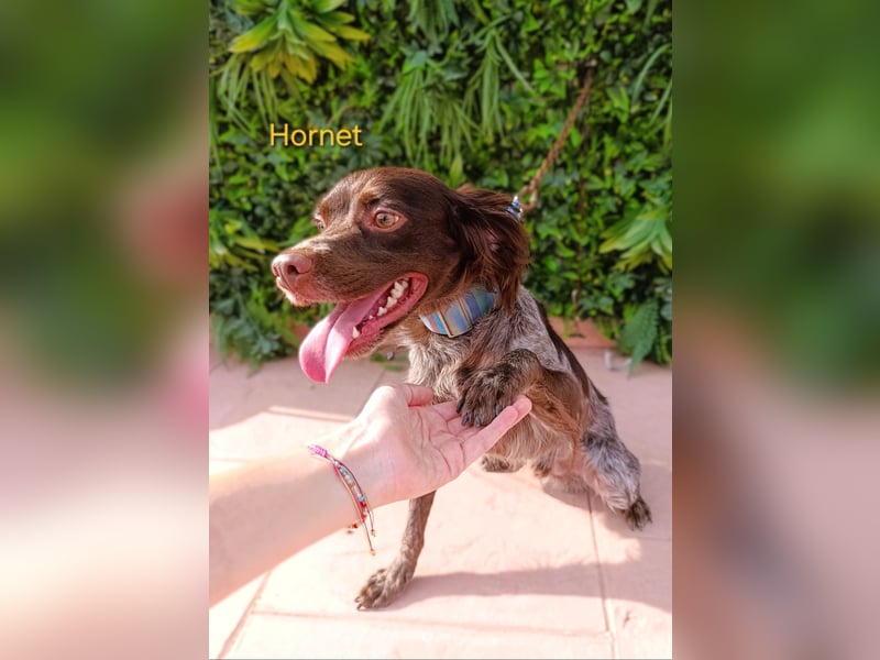 Hornet geb. 06/2023 (ESP) - aufgeschlossener, fröhlicher und verschmuster Bretonischer Spaniel!