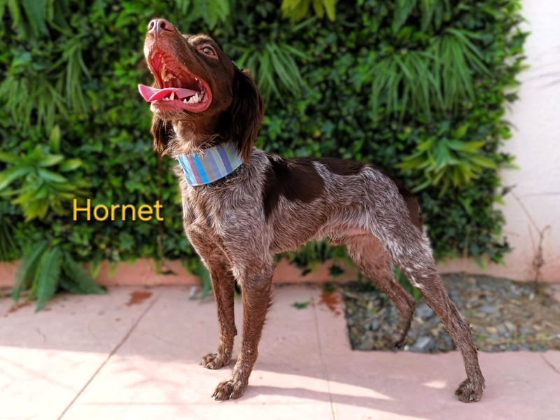Hornet geb. 06/2023 (ESP) - aufgeschlossener, fröhlicher und verschmuster Bretonischer Spaniel!