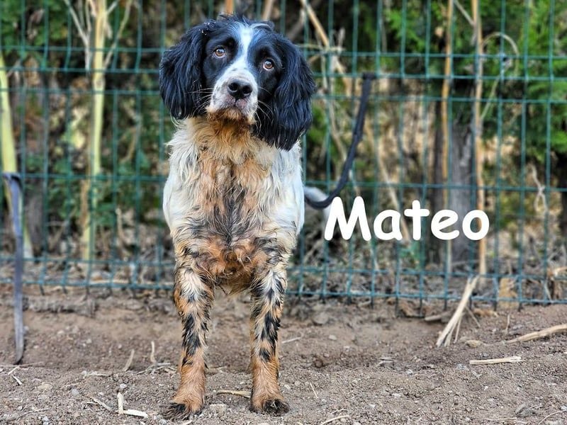 Mateo geb. 06/2020 (ESP) - sehr sozialer und anhänglicher Bretonischer Spaniel!