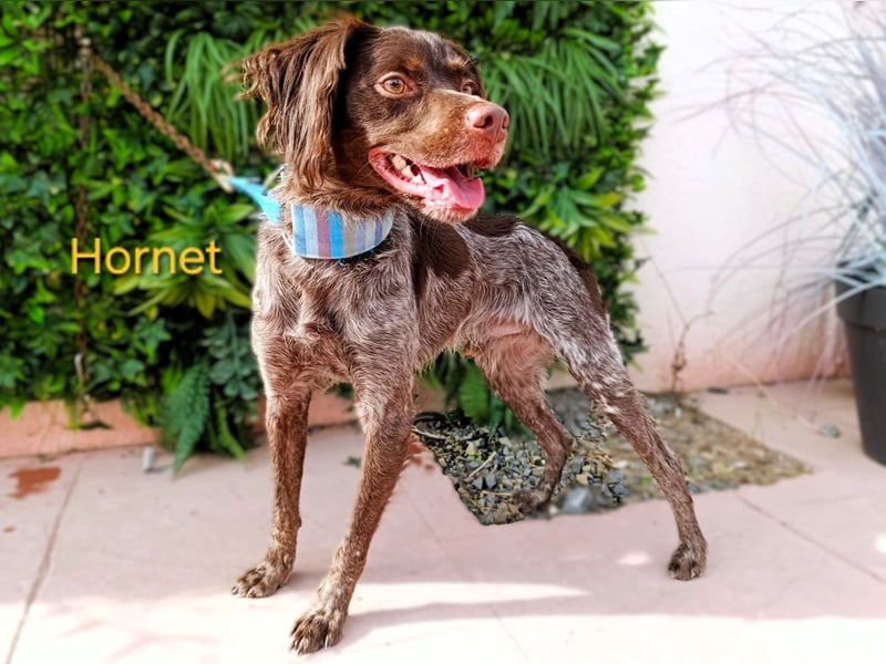 Hornet geb. 06/2023 (ESP) - aufgeschlossener, fröhlicher und verschmuster Bretonischer Spaniel!