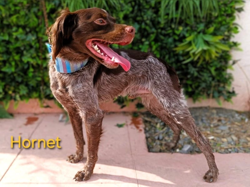 Hornet geb. 06/2023 (ESP) - aufgeschlossener, fröhlicher und verschmuster Bretonischer Spaniel!