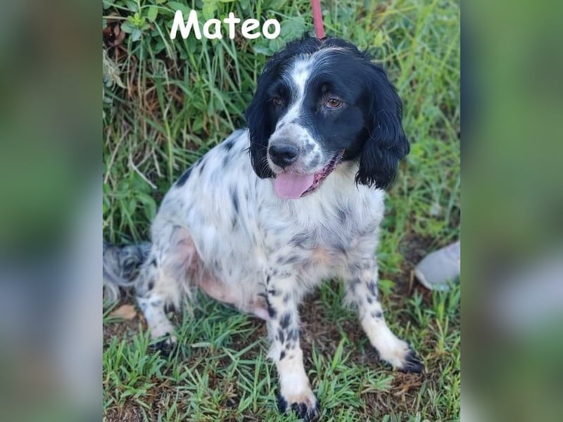 Mateo geb. 06/2020 (ESP) - sehr sozialer und anhänglicher Bretonischer Spaniel!