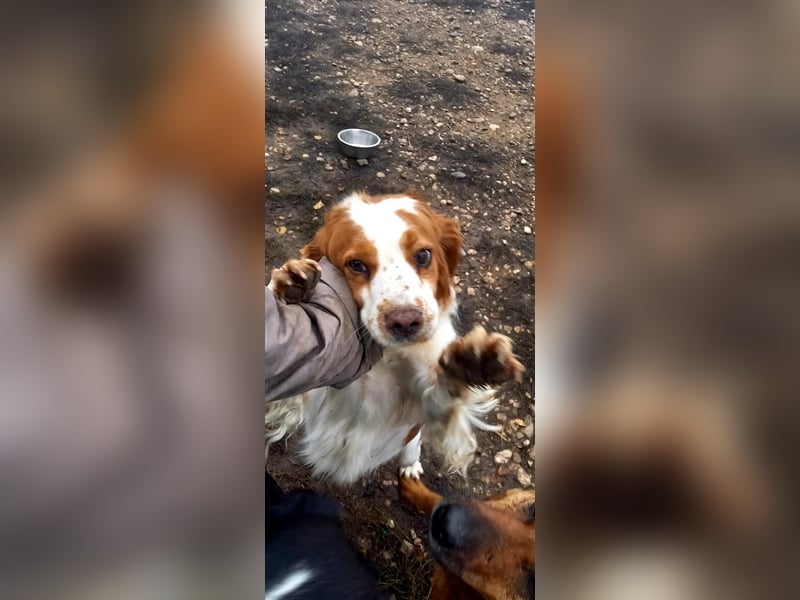 Bretone - DRINGEND Zuhause oder Pflegestelle gesucht!!!