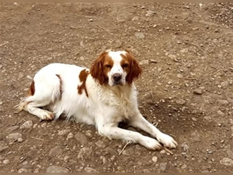 Bretone - DRINGEND Zuhause oder Pflegestelle gesucht!!!