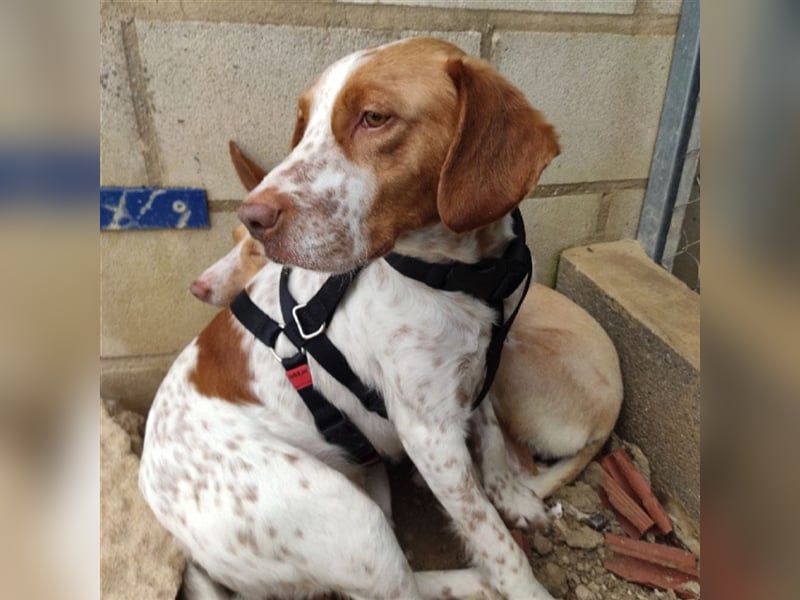 Bretone - Lennon sucht eine Pflegestelle / Zuhause