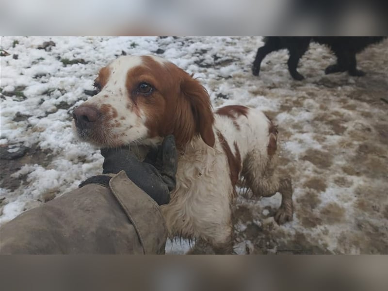 Bretone - DRINGEND Zuhause oder Pflegestelle gesucht!!!