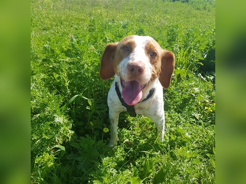 Bretone - Lennon sucht eine Pflegestelle / Zuhause