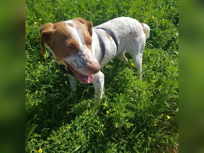 Bretone - Lennon sucht eine Pflegestelle / Zuhause