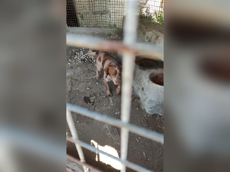 <bretone - Pedro sucht ein Zuhause / Pflegestelle