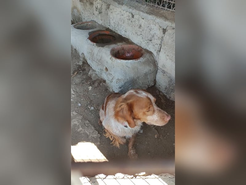 <bretone - Pedro sucht ein Zuhause / Pflegestelle