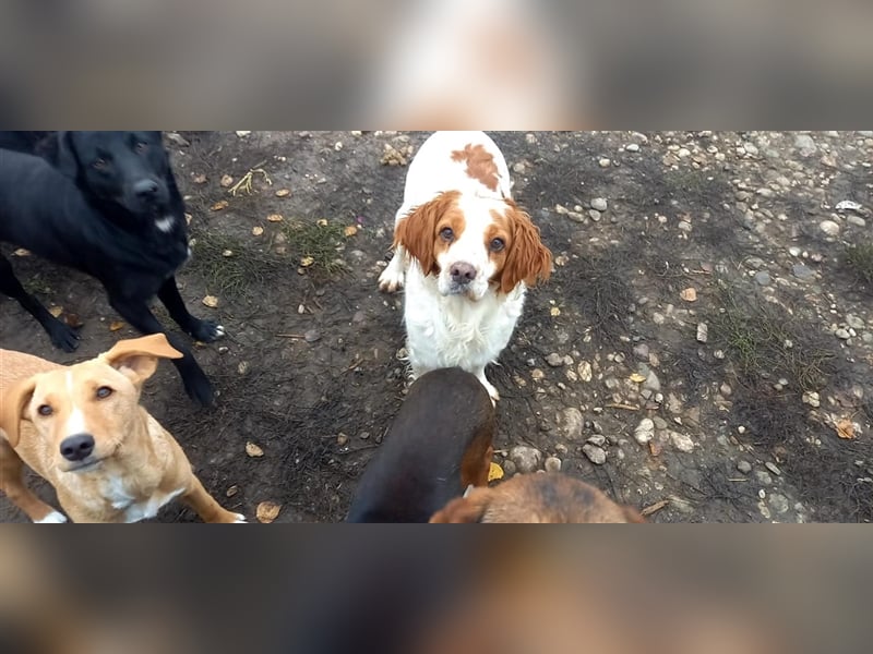 Bretone - DRINGEND Zuhause oder Pflegestelle gesucht!!!