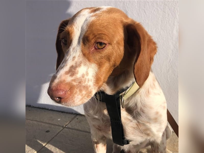 Bretone - Lennon sucht eine Pflegestelle / Zuhause