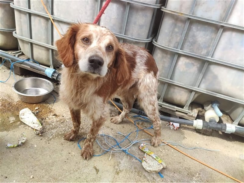 Bretone - Milan sucht ein Zuhause / Pflegestelle