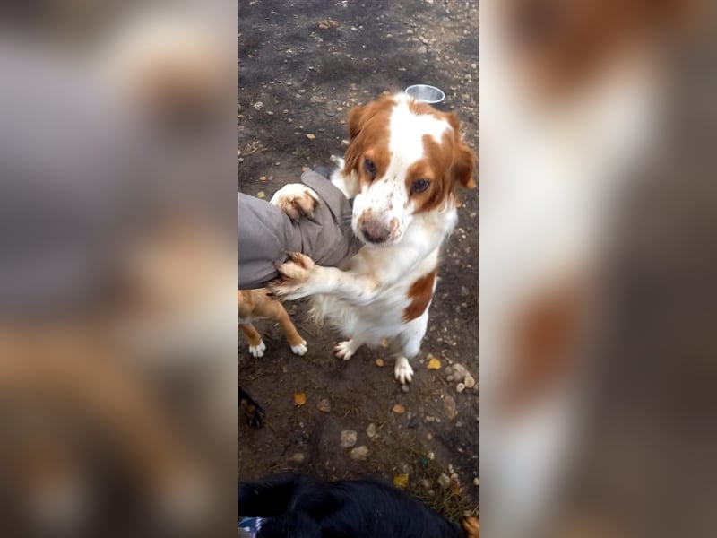 Bretone - DRINGEND Zuhause oder Pflegestelle gesucht!!!