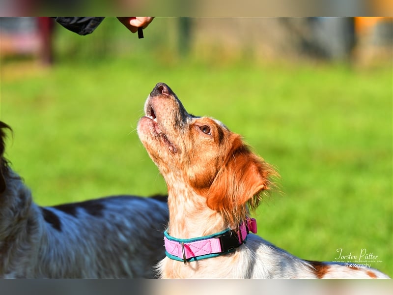 Bretone Baileys sucht ein Zuhause