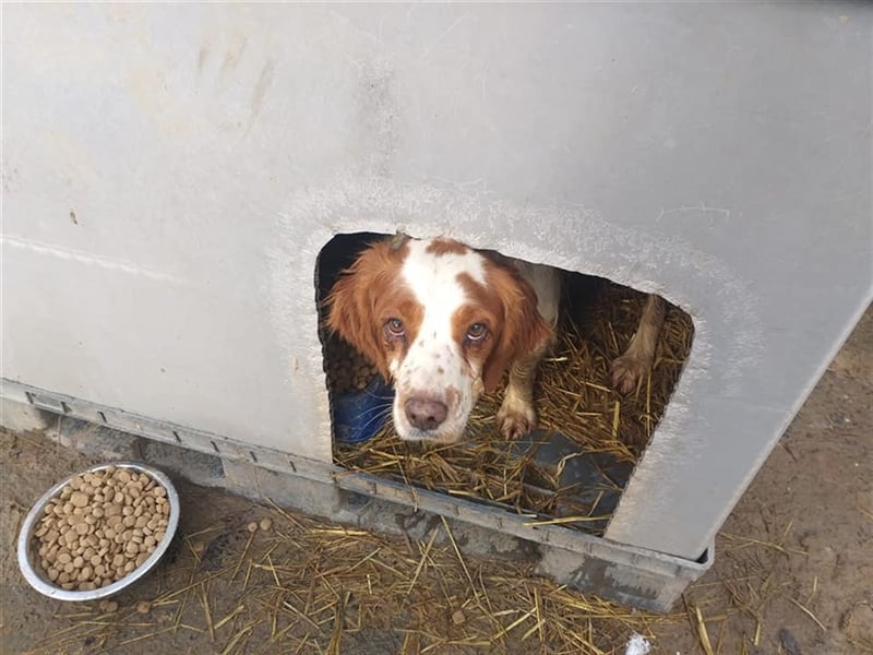 Bretone - DRINGEND Zuhause oder Pflegestelle gesucht!!!