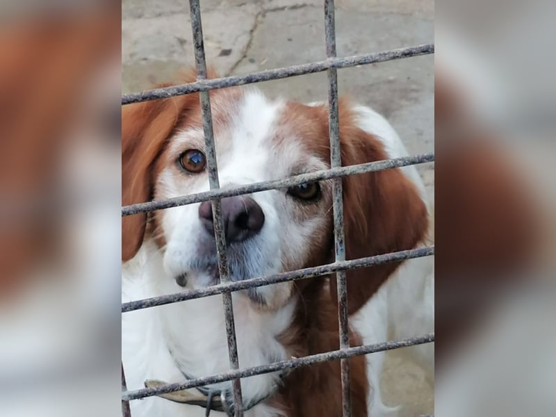 Giotto - Passt zu so viel mehr als nur zum Kaffee!