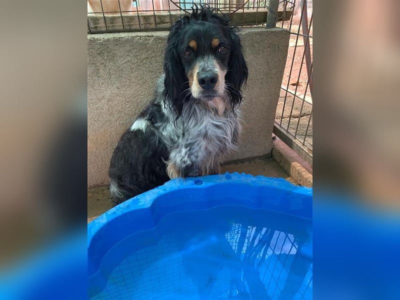 Bretone - Roig sucht ein Zuhause