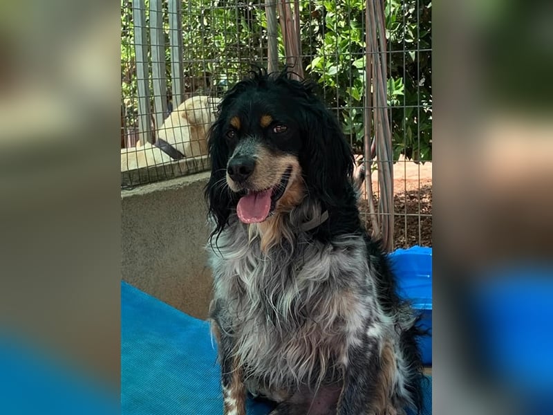 Bretone - Roig sucht ein Zuhause