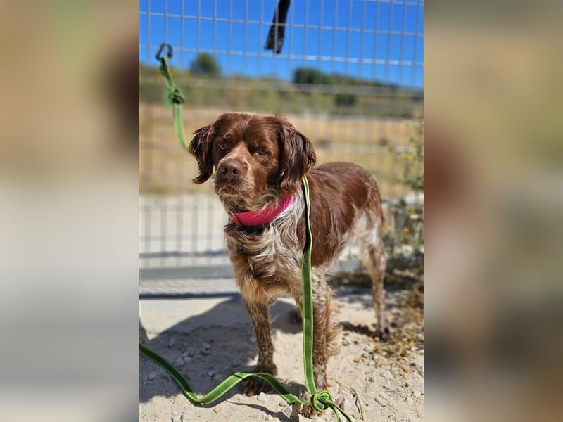 Cookie (Spanien) - Schokokeks sucht liebevolle Halter