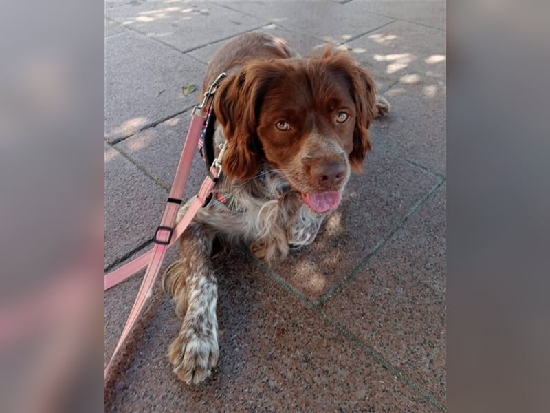 Cookie (Spanien) - Schokokeks sucht liebevolle Halter