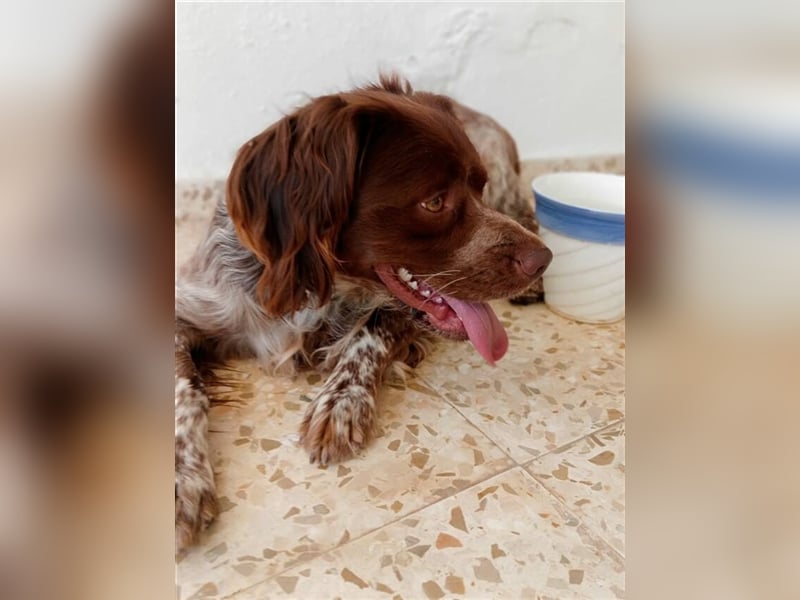 Cookie (Spanien) - Schokokeks sucht liebevolle Halter