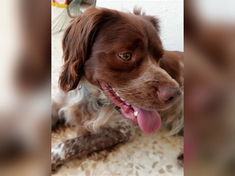 Cookie (Spanien) - Schokokeks sucht liebevolle Halter