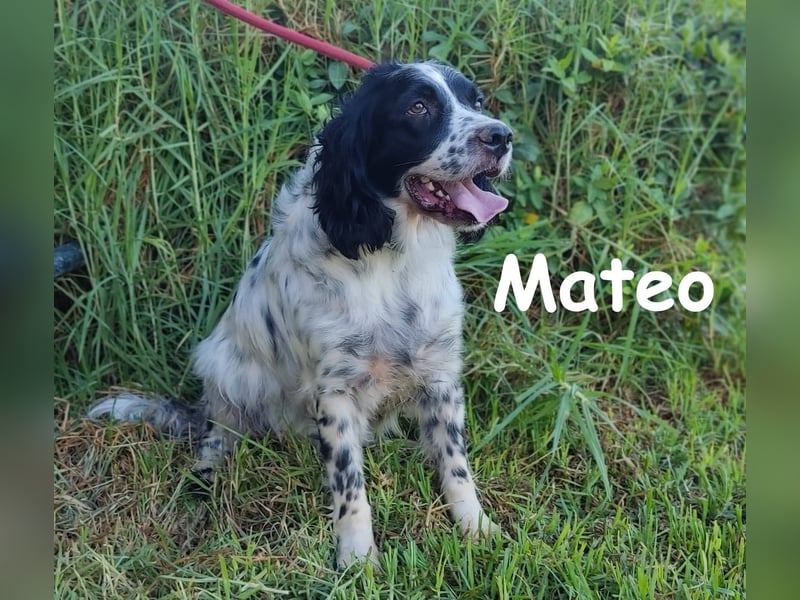 Mateo geb. 06/2020 (ESP) - sehr sozialer und anhänglicher Bretonischer Spaniel!