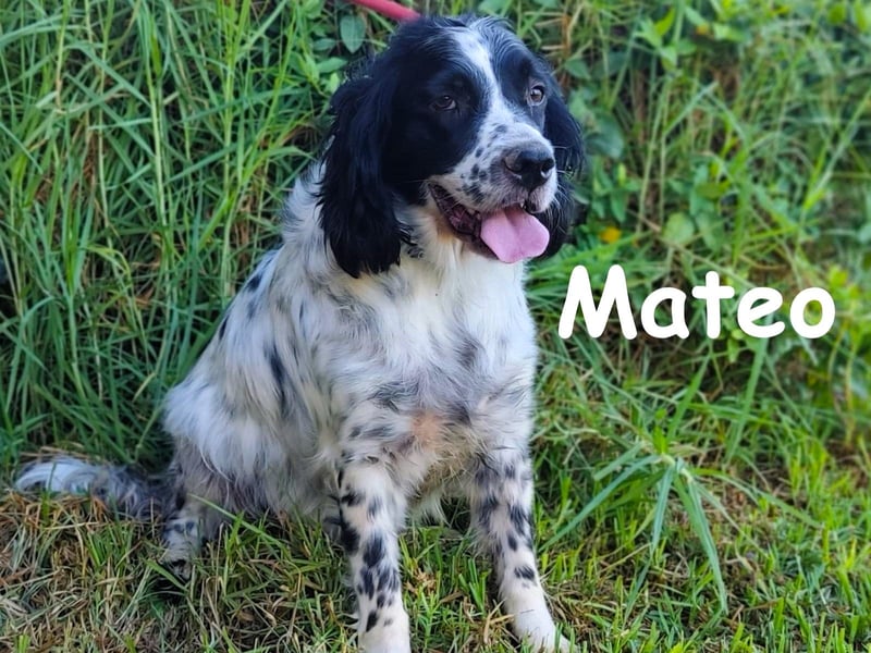 Mateo 06/2020 (ESP) - sehr sozialer und anhänglicher Bretonischer Spaniel!