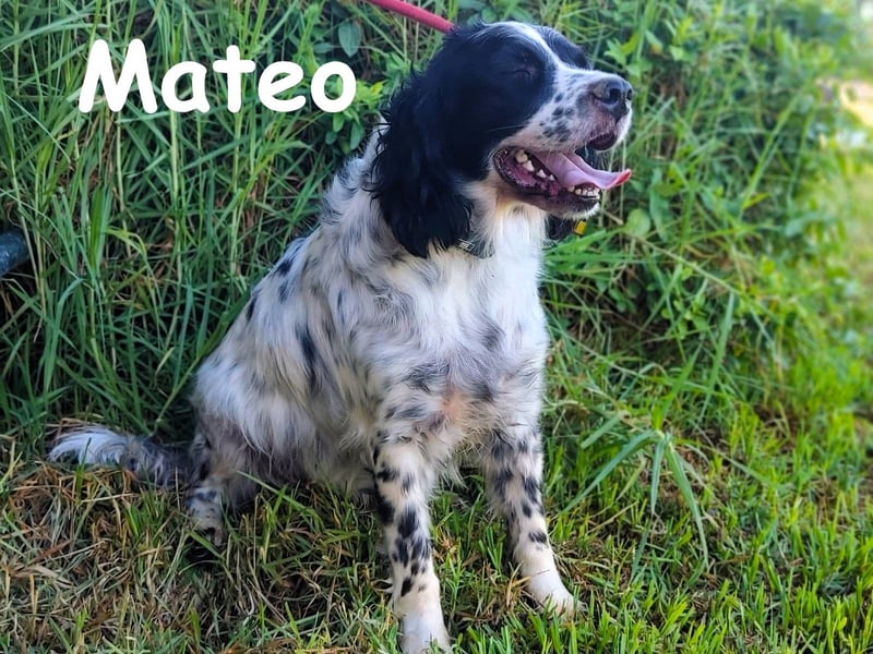Mateo 06/2020 (ESP) - sehr sozialer und anhänglicher Bretonischer Spaniel!