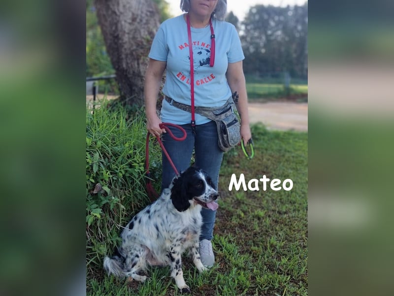 Mateo 06/2020 (ESP) - sehr sozialer und anhänglicher Bretonischer Spaniel!