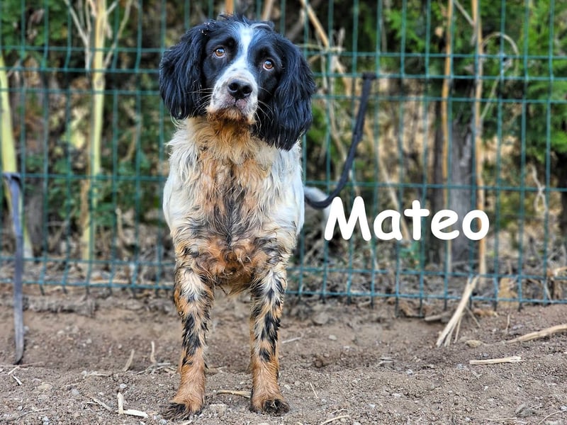 Mateo 06/2020 (ESP) - sehr sozialer und anhänglicher Bretonischer Spaniel!