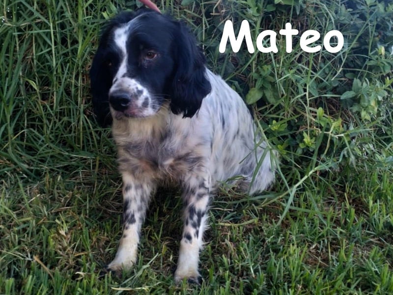 Mateo 06/2020 (ESP) - sehr sozialer und anhänglicher Bretonischer Spaniel!