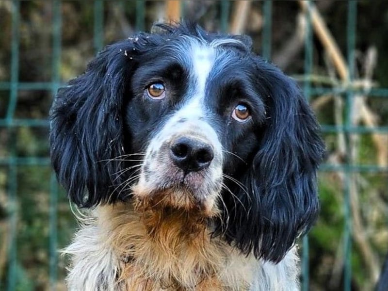 Mateo 06/2020 (ESP) - sehr sozialer und anhänglicher Bretonischer Spaniel!