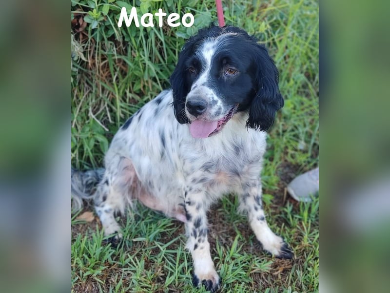 Mateo 06/2020 (ESP) - sehr sozialer und anhänglicher Bretonischer Spaniel!