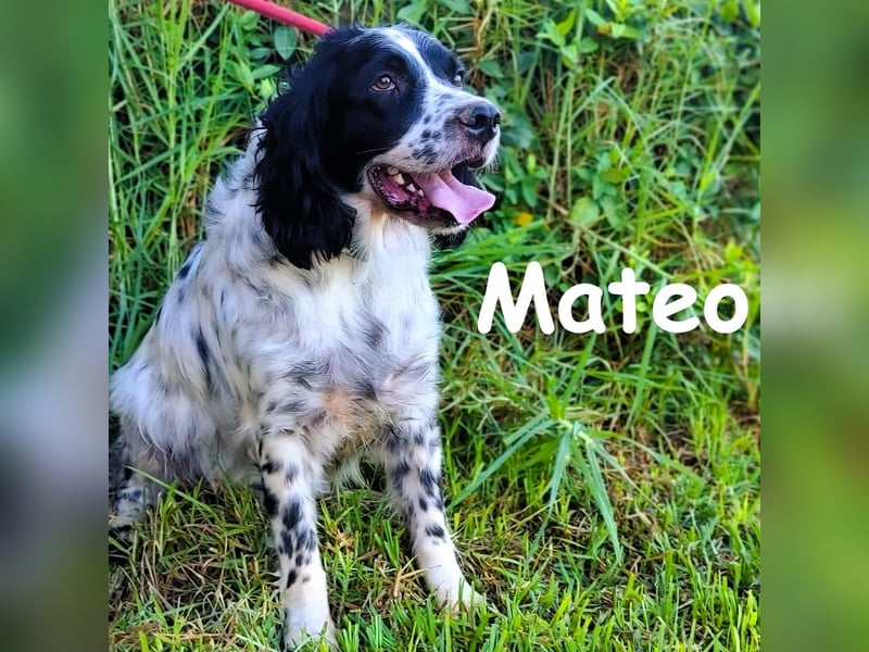 Mateo 06/2020 (ESP) - sehr sozialer und anhänglicher Bretonischer Spaniel!