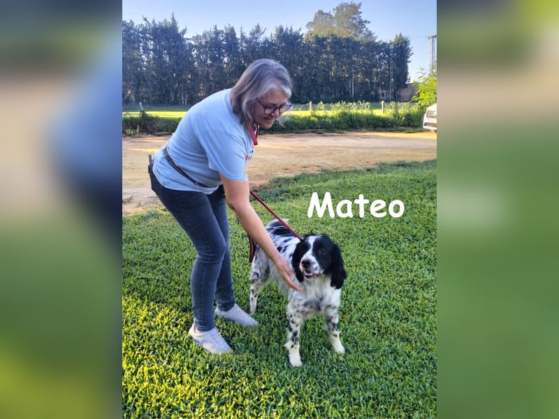 Mateo 06/2020 (ESP) - sehr sozialer und anhänglicher Bretonischer Spaniel!