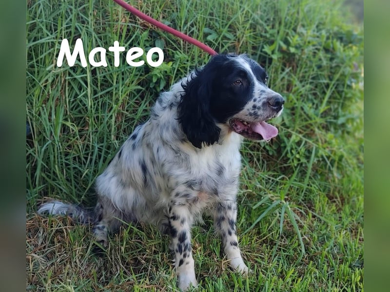 Mateo 06/2020 (ESP) - sehr sozialer und anhänglicher Bretonischer Spaniel!