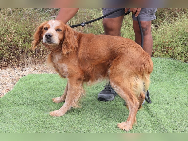 Tiger, Epagneul Breton / Bretonenspaniel, lieb und verträglich