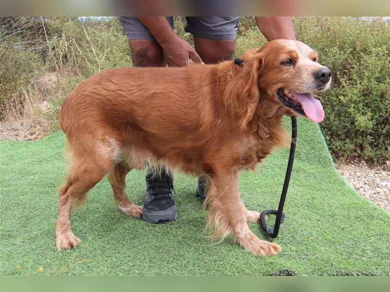 Tiger, Epagneul Breton / Bretonenspaniel, lieb und verträglich